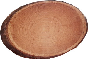Dekoplatte Baumscheibe natur S - oval 200x150mm Dekoplatte Baumscheibe natur S - oval 200x150mm
